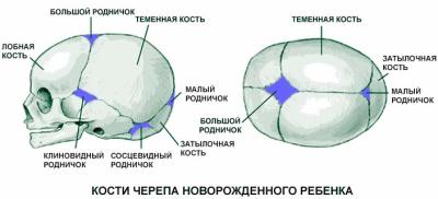 Коли заживає джерельце у новонародженого