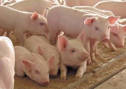 Furaj pentru porci, iepuri, pui și păsări, afaceri agricole