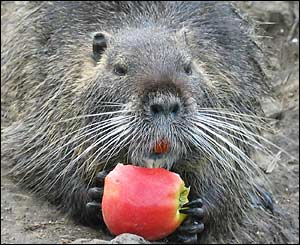 Etetés a nutria (nutria) etetés nutria