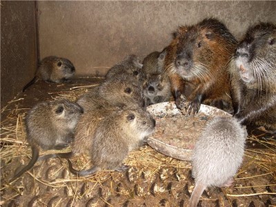 Alimentează nutria