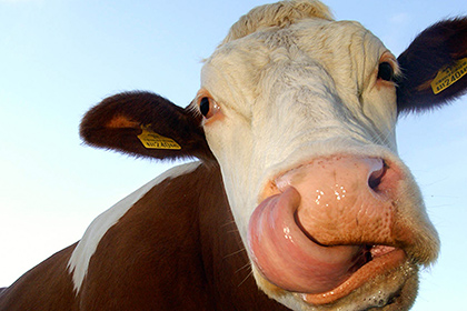 Cow-killers atrage atenția oamenilor de știință