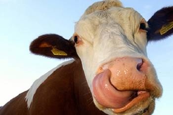 Cow-killer felfigyelt a tudósok, a legfrissebb hírek