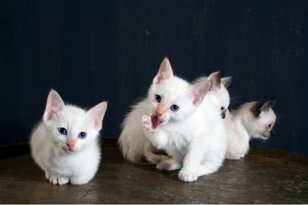 Cat snow-shu fotografie, preț, descrierea rasei, natura