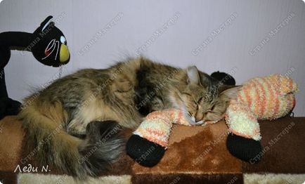 Cat katicabogár az orrán, az ország mesterek