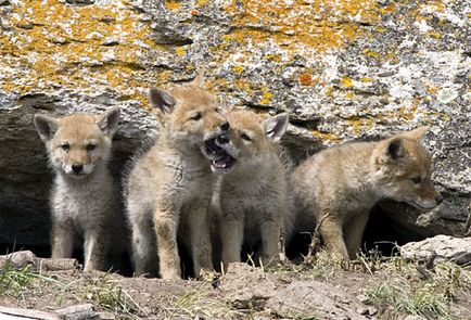 Coyote leírás és képek (prérifarkas úszni) Coyote leírás és képek