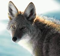 Coyote leírás és képek (a vad prérifarkas él) Coyote leírás és képek
