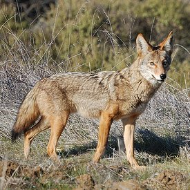 Descrierea și fotografia de coyote