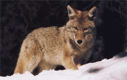 Coyote (animal)