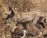 Coyote (animal)