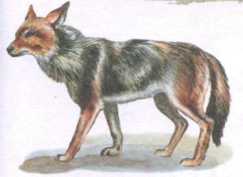 Coyote (animal)
