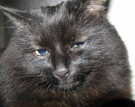 Красива картинка сумний чорний кіт на робочий стіл, красиві шпалери сумний чорний кіт для