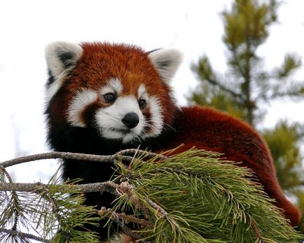 Red Panda (descriere, 36 fotografii)