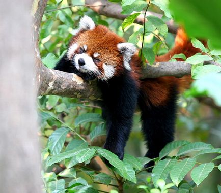 Red Panda (descriere, 36 fotografii)