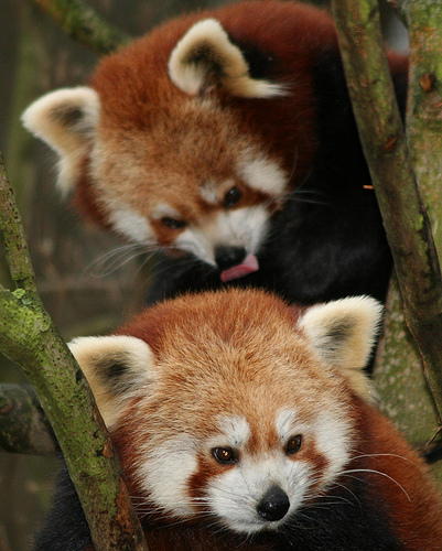 Red Panda (descriere, 36 fotografii)