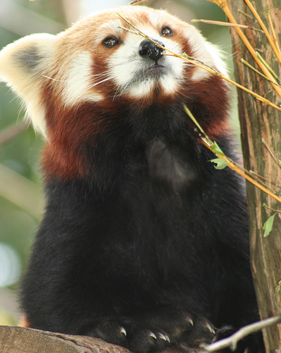 Red Panda (descriere, 36 fotografii)