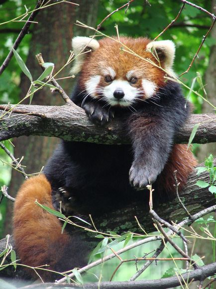 Червона панда (опис, 36 фото)