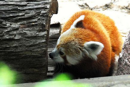 Червона панда (опис, 36 фото)