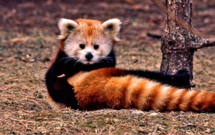 Red Panda (descriere, 36 fotografii)