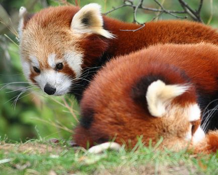 Red Panda (descriere, 36 fotografii)