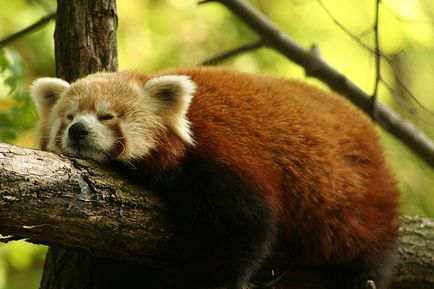 Red Panda (descriere, 36 fotografii)