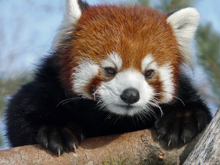 Red Panda (descriere, 36 fotografii)