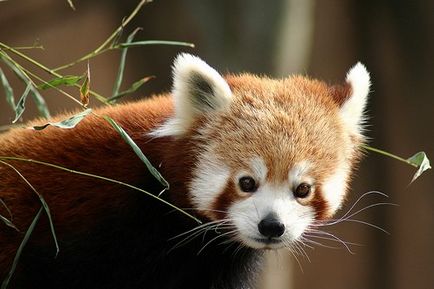 Red Panda (descriere, 36 fotografii)