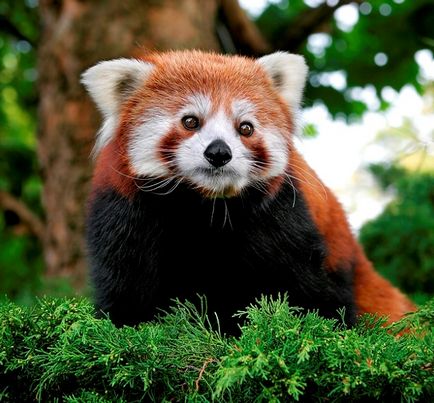 Red Panda (descriere, 36 fotografii)