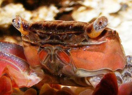 Crab rosu de mangrove sau pseudosesarma moeshi, crustacee, articole, acvariu subacvatic