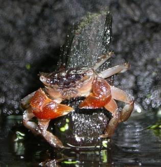 Crab roșu de mangrove (pseudosesarma moeshi)