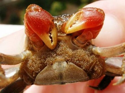 Crab roșu de mangrove (pseudosesarma moeshi)