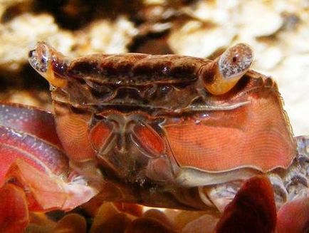Crab roșu de mangrove (pseudosesarma moeshi)