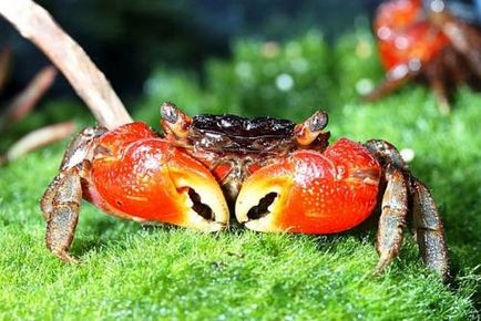 Crab roșu de mangrove (pseudosesarma moeshi)