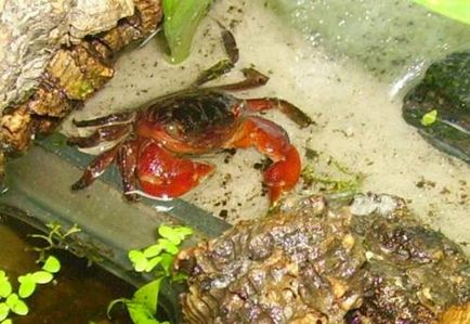 Crab roșu de mangrove (pseudosesarma moeshi)