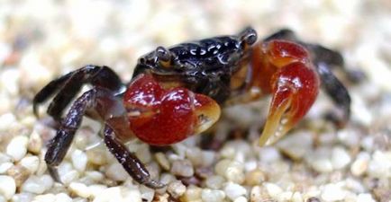 Crab roșu de mangrove (pseudosesarma moeshi)