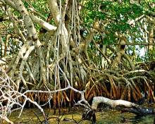 Crab roșu de mangrove (pseudosesarma moeshi)