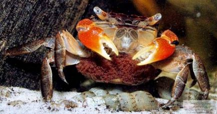 Crab roșu de mangrove (pseudosesarma moeshi)