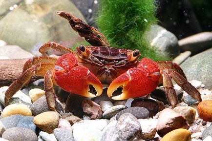 Crab roșu de mangrove (pseudosesarma moeshi)