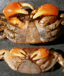 Crab roșu de mangrove (pseudosesarma moeshi)