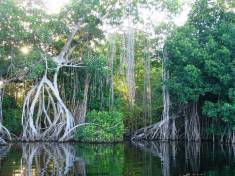 Crab roșu de mangrove (pseudosesarma moeshi)