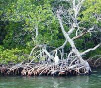 Crab roșu de mangrove (pseudosesarma moeshi)