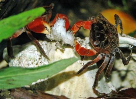 Crab roșu de mangrove (pseudosesarma moeshi)