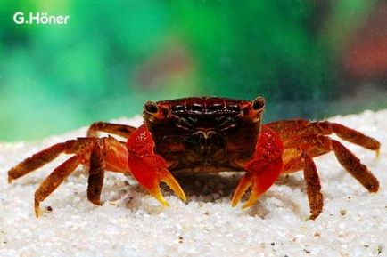 Crab roșu de mangrove (pseudosesarma moeshi)