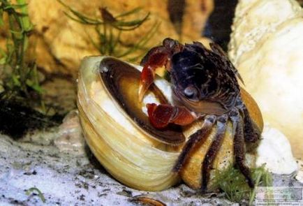 Crab roșu de mangrove (pseudosesarma moeshi)