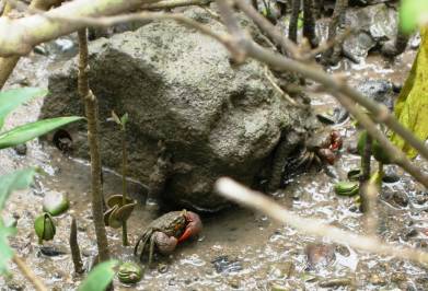 Crab roșu de mangrove (pseudosesarma moeshi)