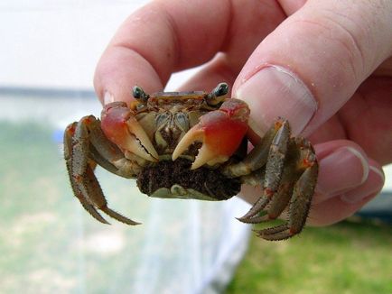 Crab roșu de mangrove - conținut în acvariu