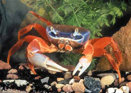 Crab roșu de mangrove - conținut în acvariu