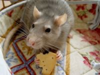Șobolan, condiții de îngrijire la șobolan, șobolan demnitate, dimensiune, patrie, istorie
