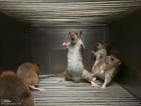Șobolan, condiții de îngrijire la șobolan, șobolan demnitate, dimensiune, patrie, istorie