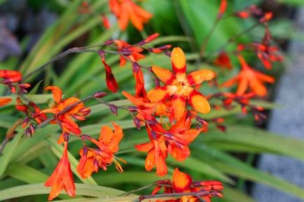 Crocosmia - засаждане и грижи в открит терен в Сибир, Урал, видео