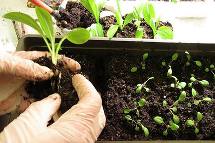 Crocosmia - ültetés és gondozás nyílt földre Szibériában, az Urál, videó